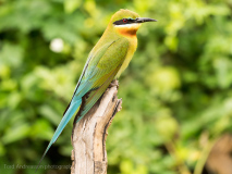 Blue-tailed Bee-eater