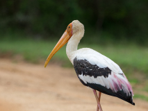 Painted Stork
