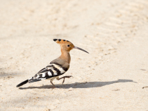 Hoopoe