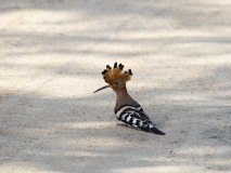 Hoopoe