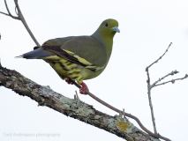 Orange-breasted Green Pigeon