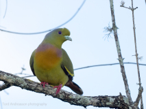 Orange-breasted Green Pigeon