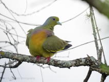 Orange-breasted Green Pigeon