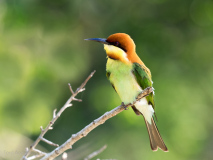 Chestnut-headed Bee-eater