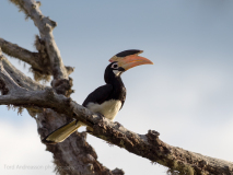 Malabar Pied Hornbill