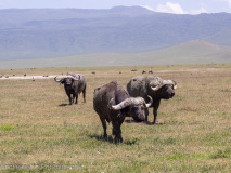 Cape buffalos