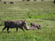 Common warthog