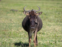 Blue Wildebeest