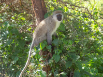 Vervet monkey