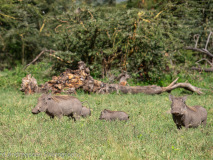 Common warthog