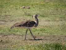 Kori Bustard