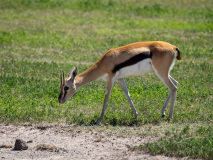 Thomson\'s Gazelle
