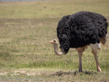 Common Ostrich