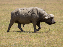 Cape buffalo