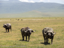 Cape buffalos