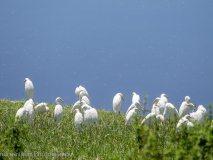 Western Cattle Egrets