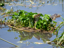 Central African rock python