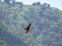 Black Kite