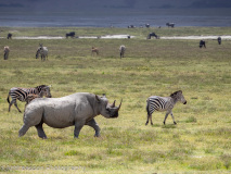 Black Rhinoceros