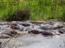 Hippopotamus