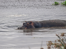 Hippopotamus 