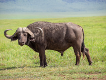 Cape buffalo