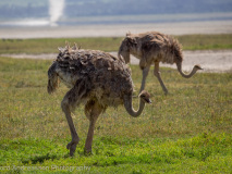 Common Ostriches