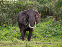 African Elephant