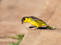 Baglafecht Weaver