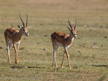 Grant\'s gazelle