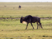 Blue Wildebeest