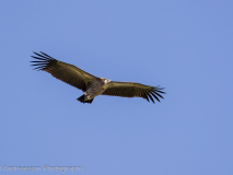 White-backed Vulture