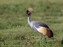 Grey Crowned Crane