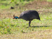 Helmeted Guineafowl