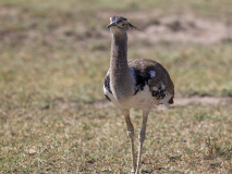 Kori Bustard