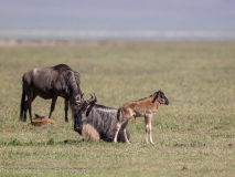 Blue Wildebeest