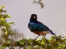 Superb Starling