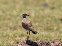 Senegal Lapwing