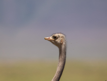 Common Ostrich