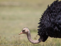 Common Ostrich