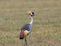 Grey Crowned Crane