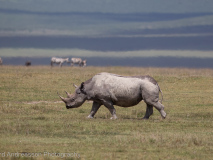 Black Rhinoceros