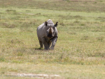 Black Rhinoceros