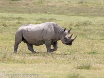 Black Rhinoceros