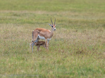 Grant\'s gazelle