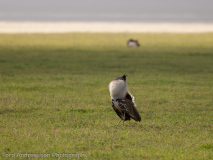 Kori Bustard