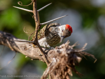 Nubian Woodpecker