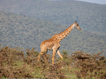 Giraffe