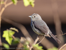 Ashy Flycatcher