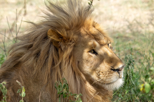 Tanzania | Serengeti